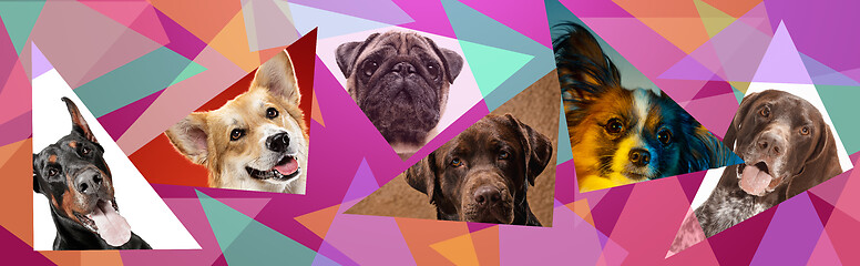 Image showing Creative collage of different breeds of dogs on colorful background