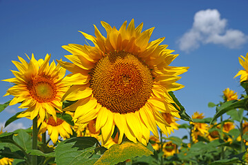 Image showing Sunflower and blue sky