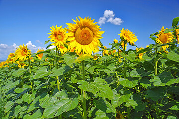 Image showing Sunflower field in a summer day