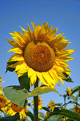 Image showing Blooming sunflower and blue sky background