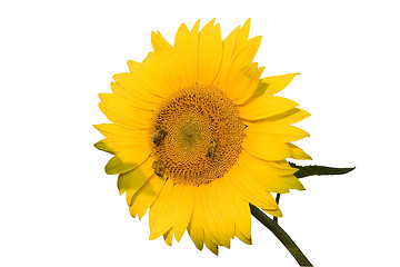 Image showing The bees on sunflower