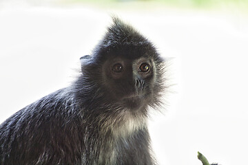 Image showing Black and white Surili monkey in Borneo