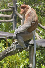 Image showing Nose-Monkey in Borneo