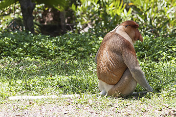 Image showing Nose-Monkey in Borneo