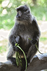 Image showing Black and white Surili monkey in Borneo