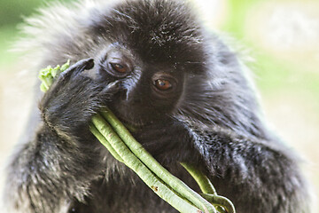 Image showing Black and white Surili monkey in Borneo