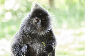 Image showing Black and white Surili monkey in Borneo