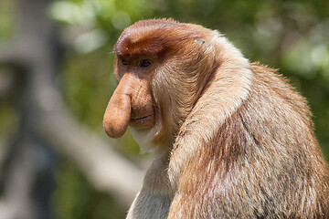 Image showing Nose-Monkey in Borneo