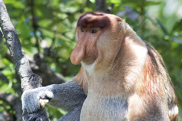 Image showing Nose-Monkey in Borneo