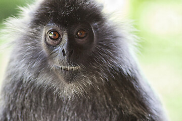 Image showing Black and white Surili monkey in Borneo