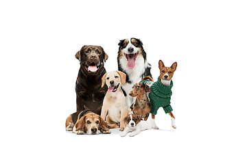 Image showing Cute doggies or pets looking happy isolated on white background. Studio photoshots. Creative collage of different breeds of dogs. Flyer for your ad.