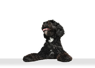 Image showing Young black Labradoodle playing isolated on white studio background