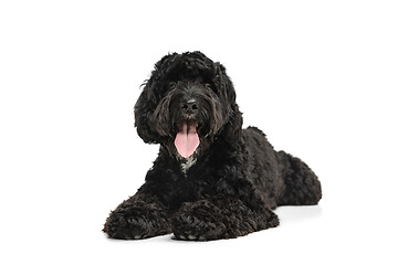 Image showing Young black Labradoodle playing isolated on white studio background