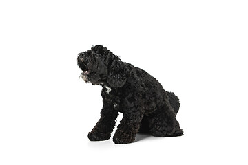 Image showing Young black Labradoodle playing isolated on white studio background