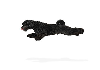 Image showing Young black Labradoodle playing isolated on white studio background