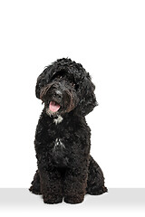 Image showing Young black Labradoodle playing isolated on white studio background