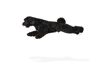 Image showing Young black Labradoodle playing isolated on white studio background