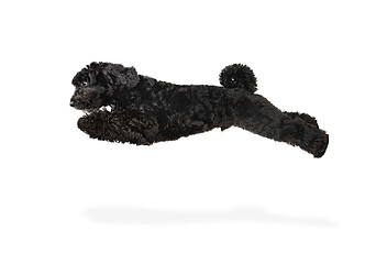 Image showing Young black Labradoodle playing isolated on white studio background