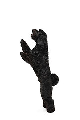 Image showing Young black Labradoodle playing isolated on white studio background