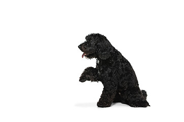 Image showing Young black Labradoodle playing isolated on white studio background