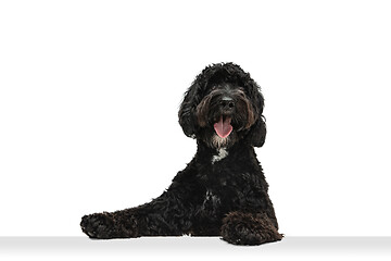 Image showing Young black Labradoodle playing isolated on white studio background