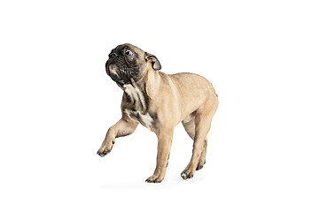 Image showing Young brown French Bulldog playing isolated on white studio background