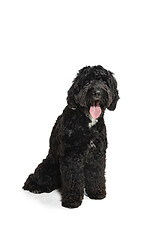 Image showing Young black Labradoodle playing isolated on white studio background