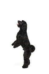 Image showing Young black Labradoodle playing isolated on white studio background