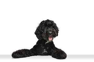 Image showing Young black Labradoodle playing isolated on white studio background