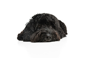 Image showing Young black Labradoodle playing isolated on white studio background