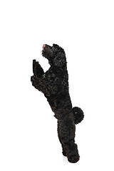 Image showing Young black Labradoodle playing isolated on white studio background