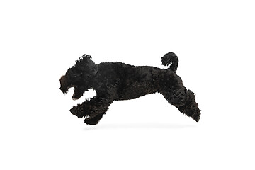 Image showing Young black Labradoodle playing isolated on white studio background