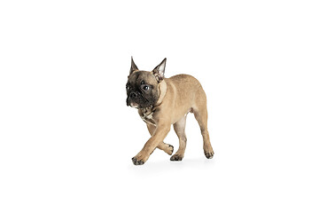 Image showing Young brown French Bulldog playing isolated on white studio background