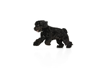 Image showing Young black Labradoodle playing isolated on white studio background