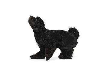 Image showing Young black Labradoodle playing isolated on white studio background