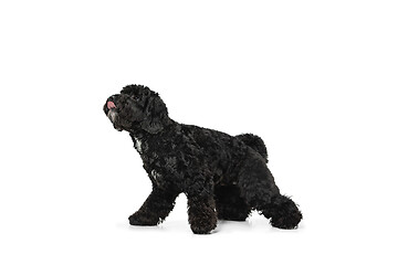 Image showing Young black Labradoodle playing isolated on white studio background