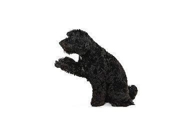 Image showing Young black Labradoodle playing isolated on white studio background