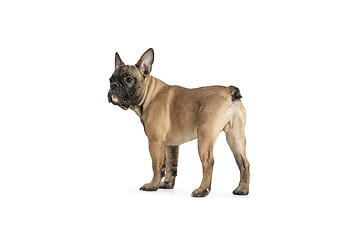 Image showing Young brown French Bulldog playing isolated on white studio background