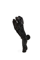 Image showing Young black Labradoodle playing isolated on white studio background