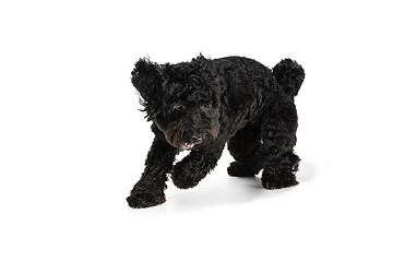 Image showing Young black Labradoodle playing isolated on white studio background