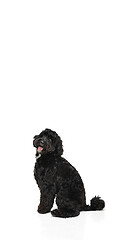 Image showing Young black Labradoodle playing isolated on white studio background