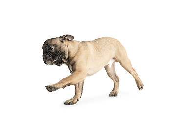 Image showing Young brown French Bulldog playing isolated on white studio background