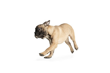 Image showing Young brown French Bulldog playing isolated on white studio background