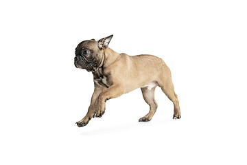 Image showing Young brown French Bulldog playing isolated on white studio background