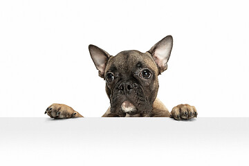 Image showing Young brown French Bulldog playing isolated on white studio background