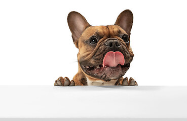 Image showing Young brown French Bulldog playing isolated on white studio background