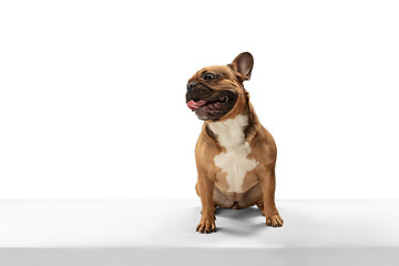 Image showing Young brown French Bulldog playing isolated on white studio background