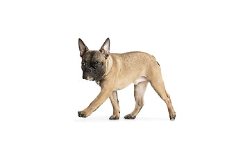 Image showing Young brown French Bulldog playing isolated on white studio background