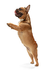 Image showing Young brown French Bulldog playing isolated on white studio background