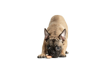 Image showing Young brown French Bulldog playing isolated on white studio background